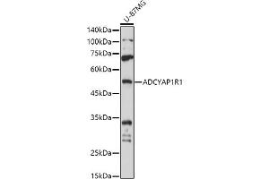 Western blot analysis of extracts of U-87MG cells, using R1 antibody (ABIN3023489, ABIN3023490, ABIN3023491 and ABIN6220077) at 1:1000 dilution. (ADCYAP1R1 anticorps)