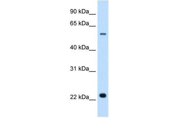 Solute Carrier Family 17 (Acidic Sugar Transporter), Member 5 (SLC17A5) anticorps