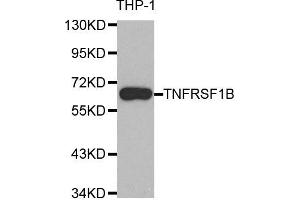 Western blot analysis of extracts of THP-1 cell line, using TNFRSF1B antibody. (TNFRSF1B anticorps)