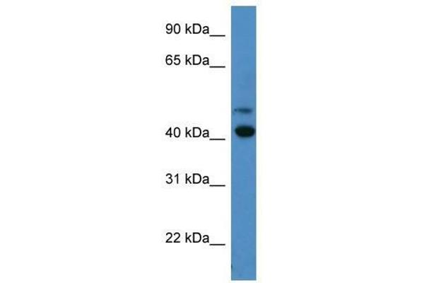 OPN1SW anticorps  (C-Term)