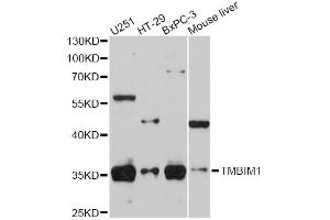 Western blot analysis of extracts of various cell lines, using RECS1 antibody (ABIN5974814) at 1/1000 dilution. (TMBIM1 anticorps)
