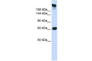 SI antibody used at 1 ug/ml to detect target protein. (SI anticorps)