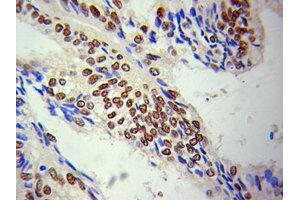 Immunohistochemistry (IHC) image for anti-Lamin A/C (LMNA) (AA 403-572) antibody (ABIN3020785)