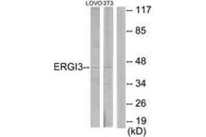 Western blot analysis of extracts from LOVO/NIH-3T3 cells, using ERGI3 Antibody. (ERGIC3 anticorps  (AA 321-370))