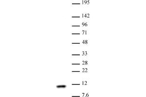Histone H4 antibody (pAb) tested by Western blot Nuclear extract of HeLa cells (30 µg) probed with Histone H4 antibody (1:1,000). (Histone H4 anticorps)