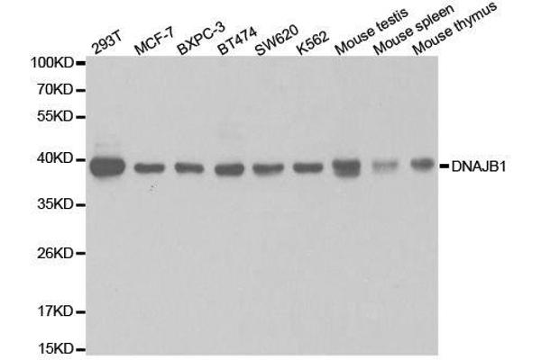 DNAJB1 anticorps  (AA 1-340)