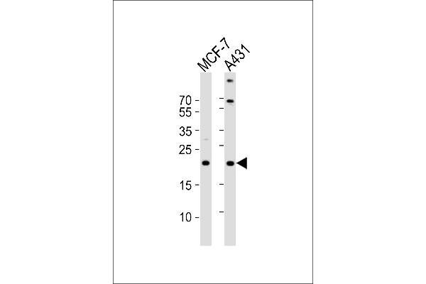 TIMM23 anticorps  (C-Term)