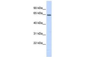 Image no. 1 for anti-Myocyte Enhancer Factor 2A (MEF2A) (N-Term) antibody (ABIN6742787) (MEF2A anticorps  (N-Term))