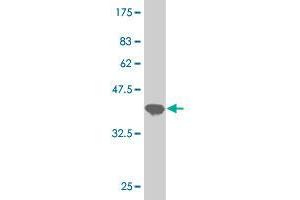 Western Blot detection against Immunogen (36. (UBTF anticorps  (AA 551-650))