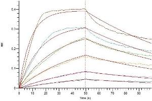 Loaded Human IL-2RA-Fc on Protein A Biosensor, can bind Human IL-2 Superkine with an affinity constant of 10. (IL-2 Protein (His tag))