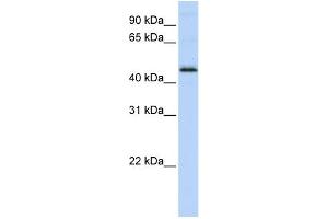 WB Suggested Anti-DEK Antibody Titration:  0. (DEK anticorps  (Middle Region))