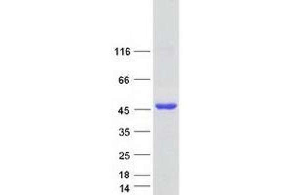 METTL2B Protein (Myc-DYKDDDDK Tag)