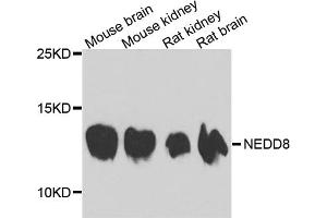 Western blot analysis of extracts of various cell lines, using NEDD8 antibody. (NEDD8 anticorps)