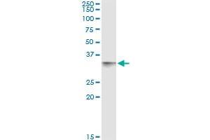 Immunoprecipitation of CD80 transfected lysate using anti-CD80 monoclonal antibody and Protein A Magnetic Bead , and immunoblotted with CD80 MaxPab rabbit polyclonal antibody. (CD80 anticorps  (AA 1-288))