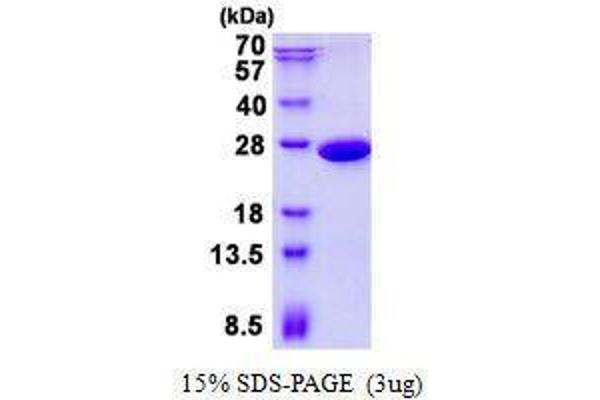 PGPEP1 Protéine