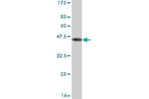 Western Blotting (WB) image for anti-Transglutaminase 2 (C Polypeptide, Protein-Glutamine-gamma-Glutamyltransferase) (TGM2) (AA 1-120) antibody (ABIN520891)