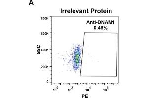 Expi 293 cell line transfected with irrelevant protein  (A) and human DNAM-1  (B) were surface stained with Rabbit anti-DNAM-1 monoclonal antibody 1 μg/mL (clone: DM95) followed by PE-conjugated anti-rabbit IgG secondary antibody. (CD226 anticorps  (AA 19-247))