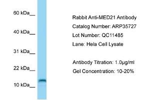 Western Blotting (WB) image for anti-Mediator Complex Subunit 21 (MED21) (C-Term) antibody (ABIN2776417) (MED21 anticorps  (C-Term))