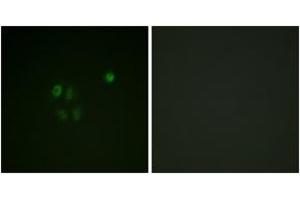Immunofluorescence (IF) image for anti-Checkpoint Kinase 1 (CHEK1) (AA 271-320) antibody (ABIN2888805) (CHEK1 anticorps  (AA 271-320))