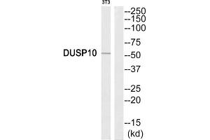 Western Blotting (WB) image for anti-Dual Specificity Phosphatase 10 (DUSP10) (C-Term) antibody (ABIN1852536) (DUSP10 anticorps  (C-Term))