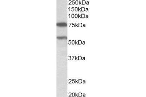 ABIN2564734 (0. (PRODH anticorps  (AA 112-134))