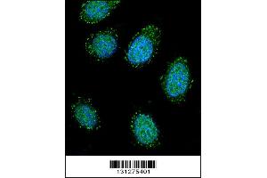 Confocal immunofluorescent analysis of DTNA Antibody with 293 cell followed by Alexa Fluor 488-conjugated goat anti-rabbit lgG (green). (DTNA anticorps  (C-Term))