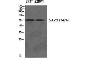 Western Blot (WB) analysis of specific cells using Phospho-Akt1 (Y474) Polyclonal Antibody. (AKT1 anticorps  (pTyr474))