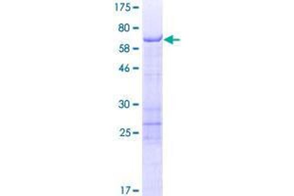 SCRN2 Protein (AA 1-425) (GST tag)