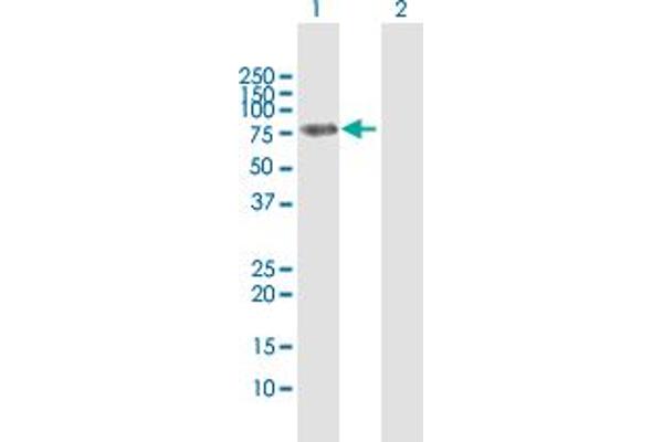 UBP1 anticorps  (AA 1-540)