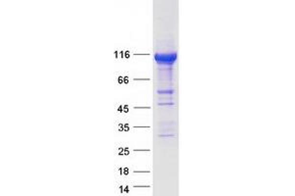 SPATA5 Protein (Myc-DYKDDDDK Tag)