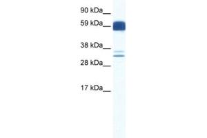 Western Blotting (WB) image for anti-Z Ion Channel 5 antibody (ABIN2460780) (Z Ion Channel 5 anticorps)