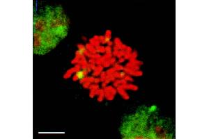 HSF1 granules present in heat-shocked mitotic cells (green) detected by IF in mitotic heat shocked HeLa cells. (HSF1 anticorps  (AA 378-395) (Atto 488))