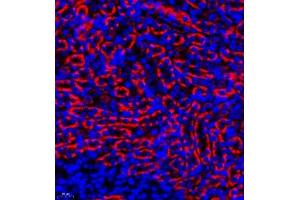 Immunofluorescence of paraffin embedded mouse kidney using ctmp (ABIN7075880) at dilution of 1:200 (400x lens) (THEM4 anticorps)