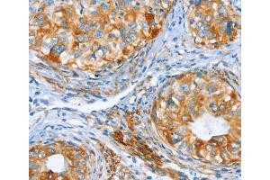 Immunohistochemistry (IHC) image for anti-Aryl Hydrocarbon Receptor Interacting Protein (AIP) antibody (ABIN2432500) (AIP anticorps)