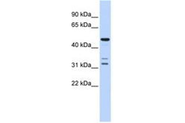 HTRA4 anticorps  (AA 396-445)