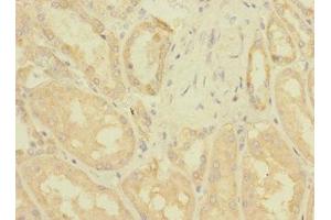 Immunohistochemistry of paraffin-embedded human kidney tissue using ABIN7176445 at dilution of 1:100 (ZNF624 anticorps  (AA 127-327))