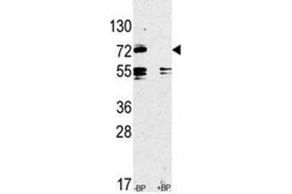 TLR2 anticorps  (AA 720-749)