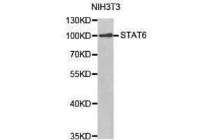 Western Blotting (WB) image for anti-Signal Transducer and Activator of Transcription 6, Interleukin-4 Induced (STAT6) antibody (ABIN1874972) (STAT6 anticorps)