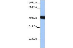 LOC653428 antibody used at 0. (LOC653428 anticorps  (C-Term))