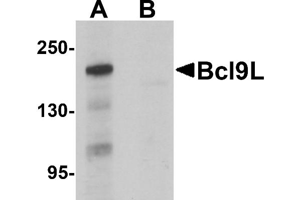 BCL9L anticorps  (N-Term)