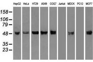 Western blot analysis of extracts (35 µg) from 9 different cell lines by using anti-KRT8 monoclonal antibody. (KRT8 anticorps  (AA 91-381))
