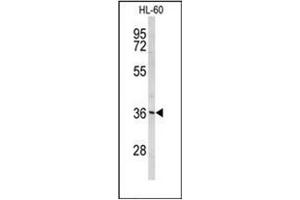 Western blot analysis of Peroxin 14 / PEX14 Antibody (C-term) in HL-60 cell line lysates (35ug/lane). (PEX14 anticorps  (C-Term))