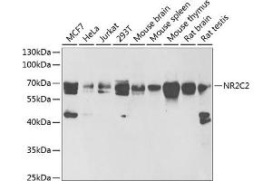 Western blot analysis of extracts of various cell lines, using NR2C2 antibody (ABIN6128390, ABIN6144811, ABIN6144812 and ABIN6222061) at 1:1000 dilution. (TR4 anticorps  (AA 240-380))
