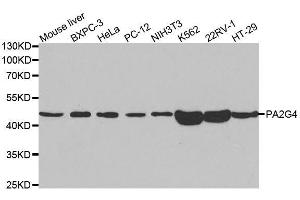 PA2G4 anticorps  (AA 1-394)