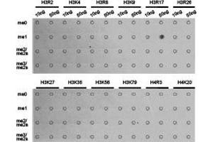 Dot-blot analysis of all sorts of methylation peptides using H3R17me1 antibody. (Histone 3 anticorps  (H3R17me))