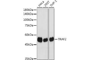 Western blot analysis of extracts of various cell lines, using TR antibody  at 1:1000 dilution. (TRAF2 anticorps)