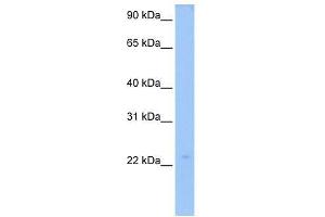 LOC728566 antibody used at 0. (LOC728566 anticorps  (N-Term))