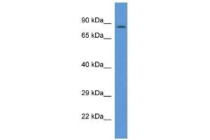 Western Blot showing PPP1R15B antibody used at a concentration of 1 ug/ml against THP-1 Cell Lysate (PPP1R15B anticorps  (C-Term))