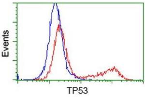 Flow Cytometry (FACS) image for anti-Tumor Protein P53 (TP53) antibody (ABIN1499975) (p53 anticorps)