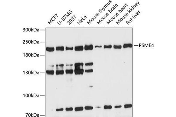 PSME4 anticorps  (AA 1634-1843)